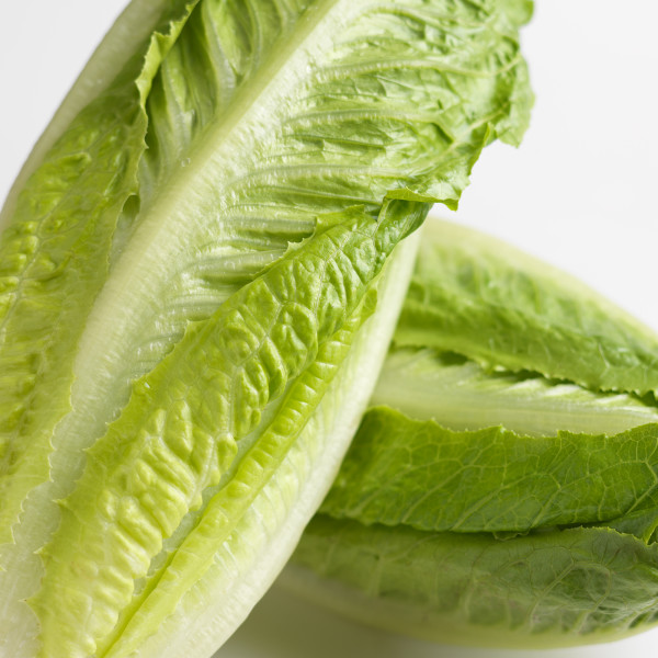 Romaine Hearts Ippolito International