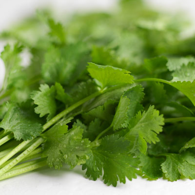 Cilantro