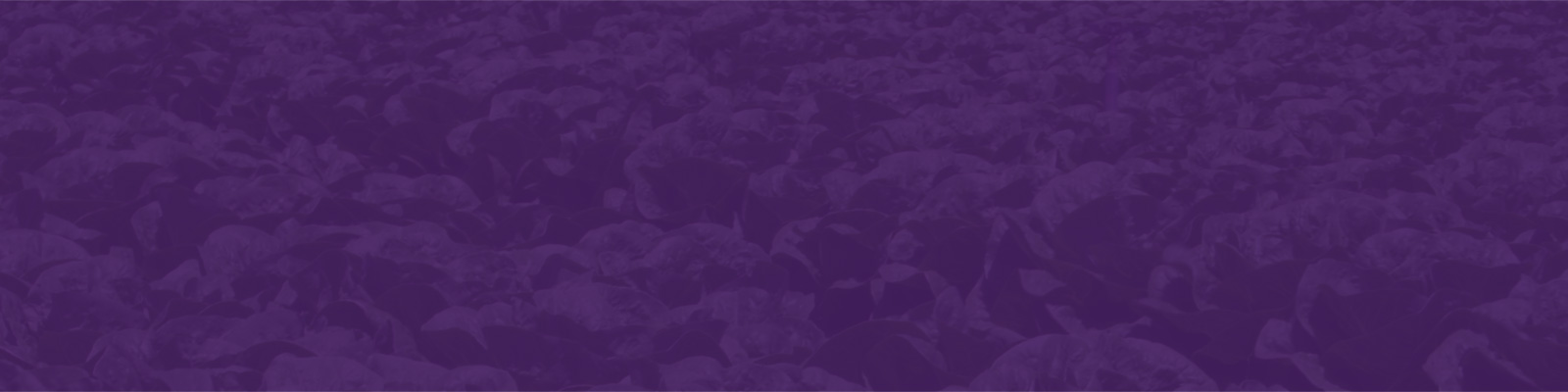 Background Footer