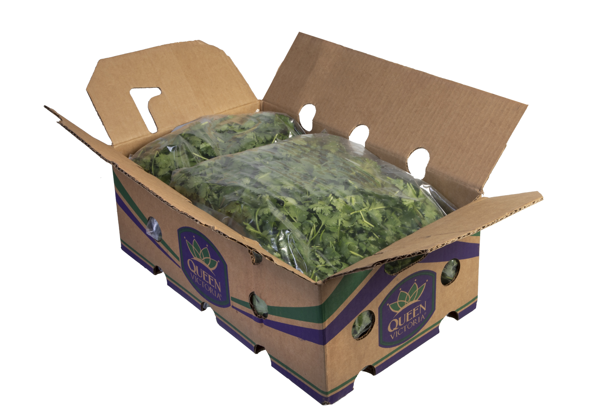 Foodservice Cilantro